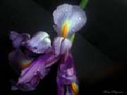 unknow artist Realistic Orchid Germany oil painting artist